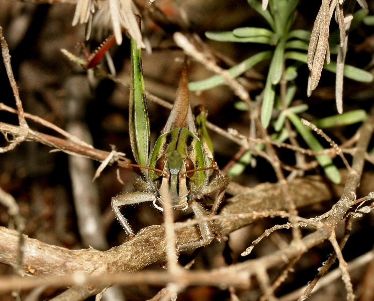 Perché mi guardi e non favelli? , Natura Mediterraneo | Forum Naturalistico